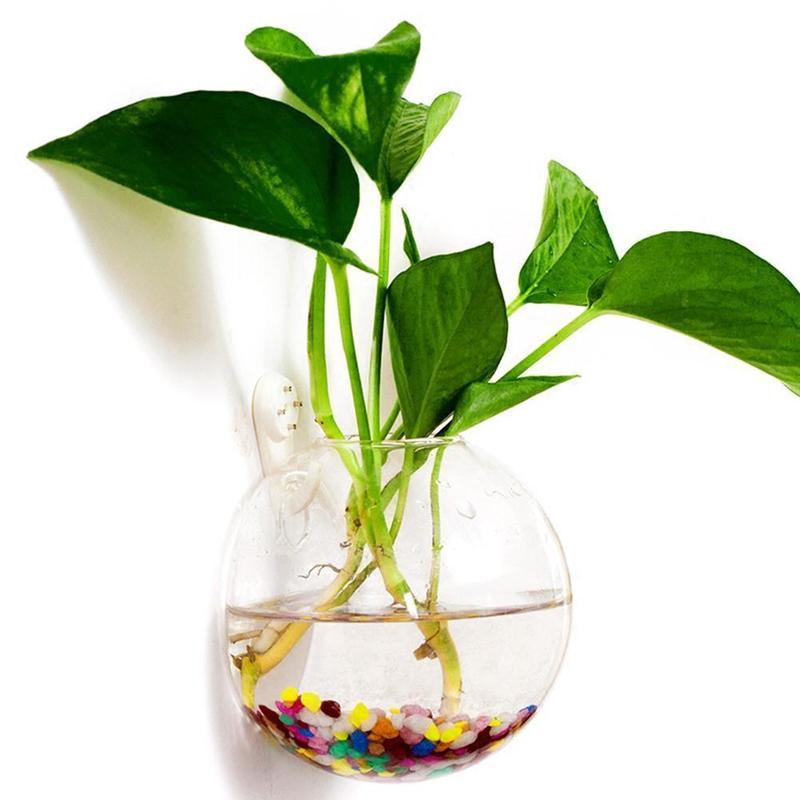 Aquarium Plant Echinodorus - Creative Wall Mounted Glass Vase Fish