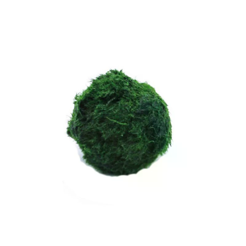 3-4cm Marimo Moss Balls Live A - огляд і ціна Aquarium Plant Echinodorus