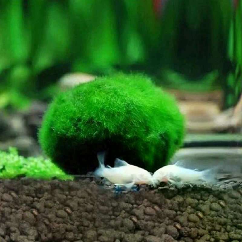3-4cm Marimo Moss Balls Live A - огляд і ціна Aquarium Plant Echinodorus
