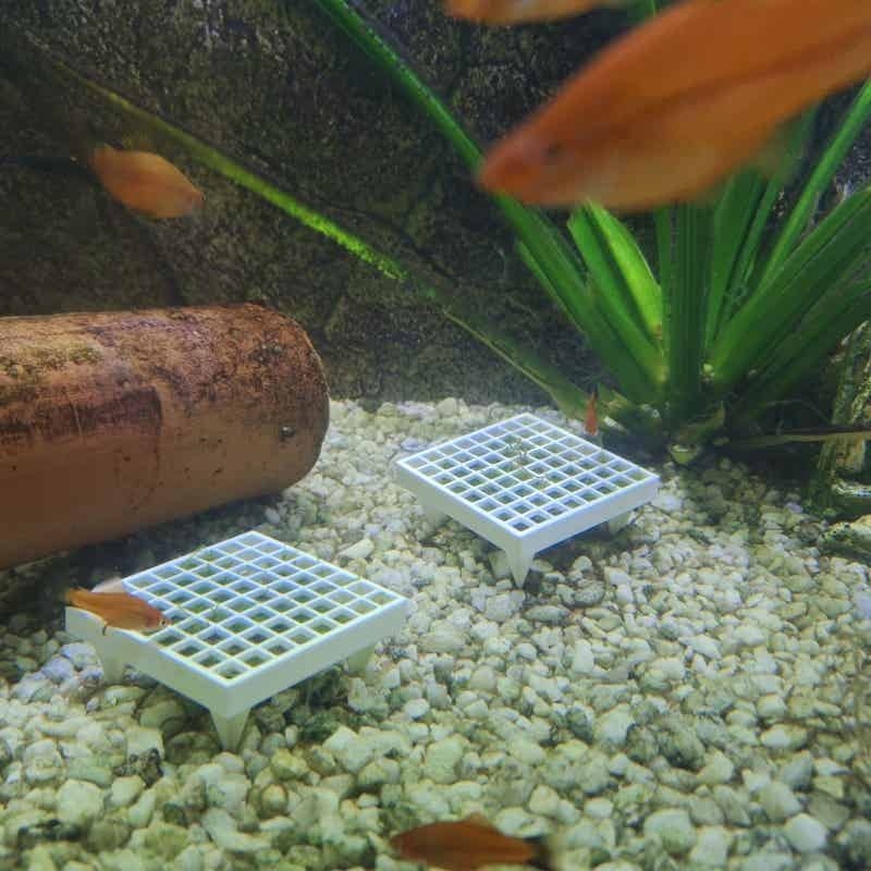 Aquarium Moss Holder with Stan - огляд і ціна Aquarium Plant Echinodorus