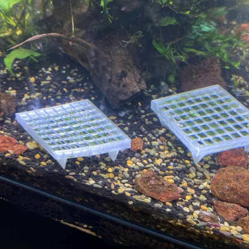 Aquarium Moss Holder with Stan - огляд і ціна Aquarium Plant Echinodorus