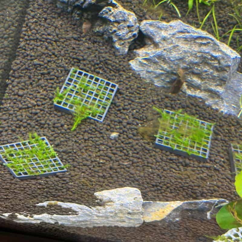 Aquarium Moss Holder with Stan - огляд і ціна Aquarium Plant Echinodorus