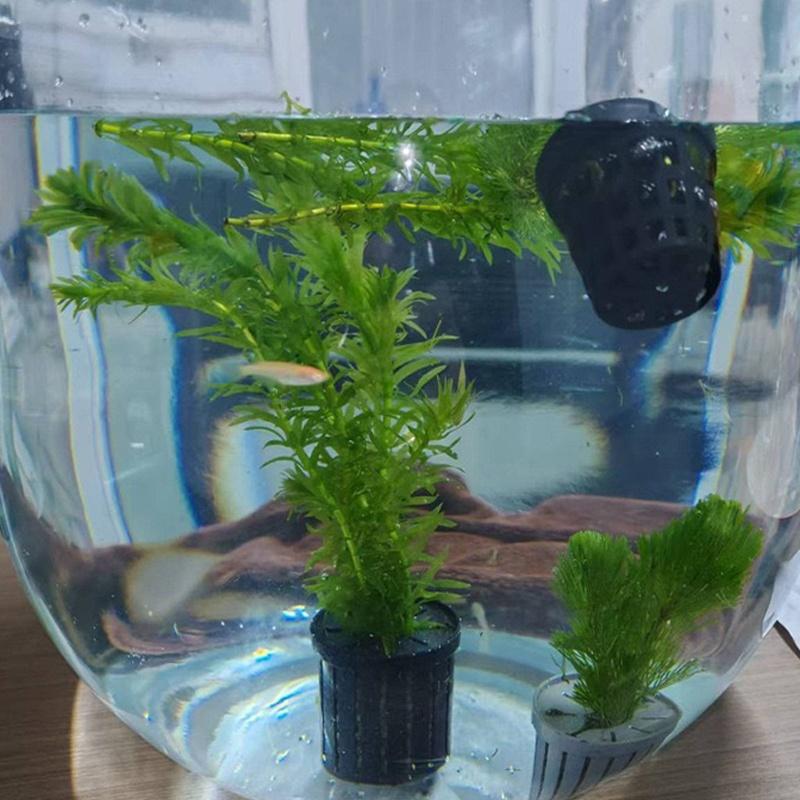 4Pcs Pet Fish Tank Landscaping - огляд і ціна Aquarium Planting
