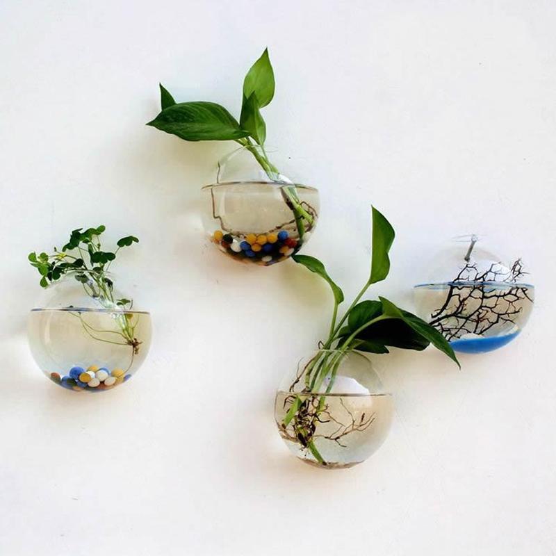Creative Wall Mounted Glass Va - огляд і ціна Aquarium Plant Echinodorus