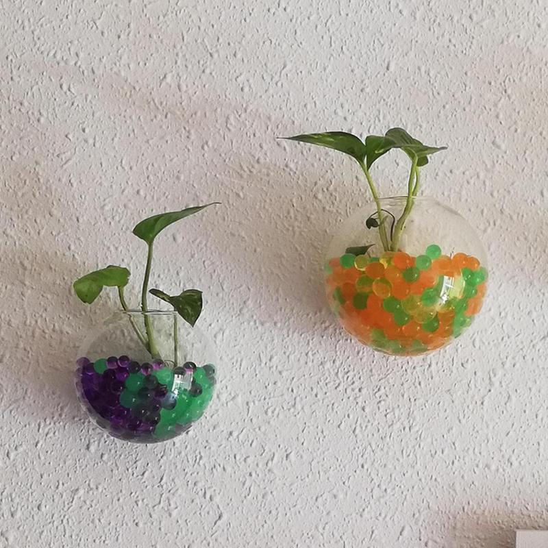 Creative Wall Mounted Glass Va - огляд і ціна Aquarium Plant Echinodorus