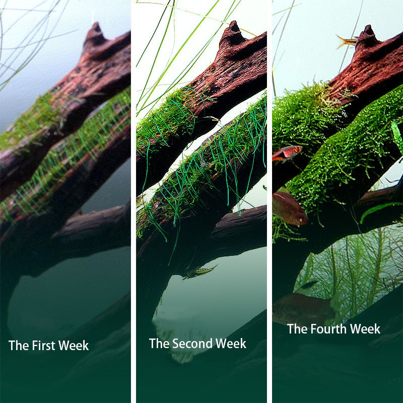 Degradable Aquarium Fish Tank  - огляд і ціна Aquarium Plant Echinodorus