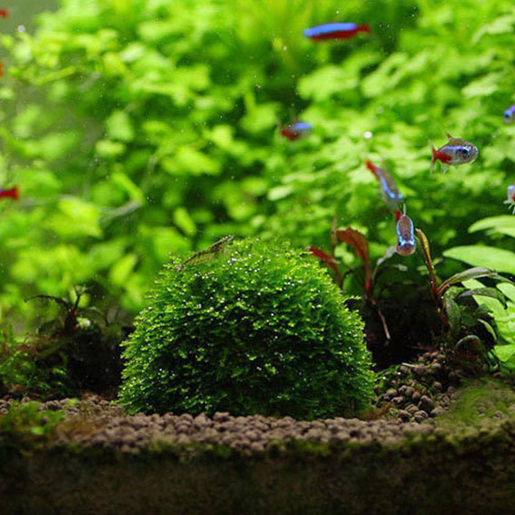 Aquarium Fish Tank Media Moss  - огляд і ціна Aquarium Plant Echinodorus