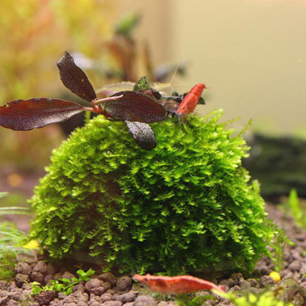 Aquarium Fish Tank Media Moss  - огляд і ціна Aquarium Plant Echinodorus