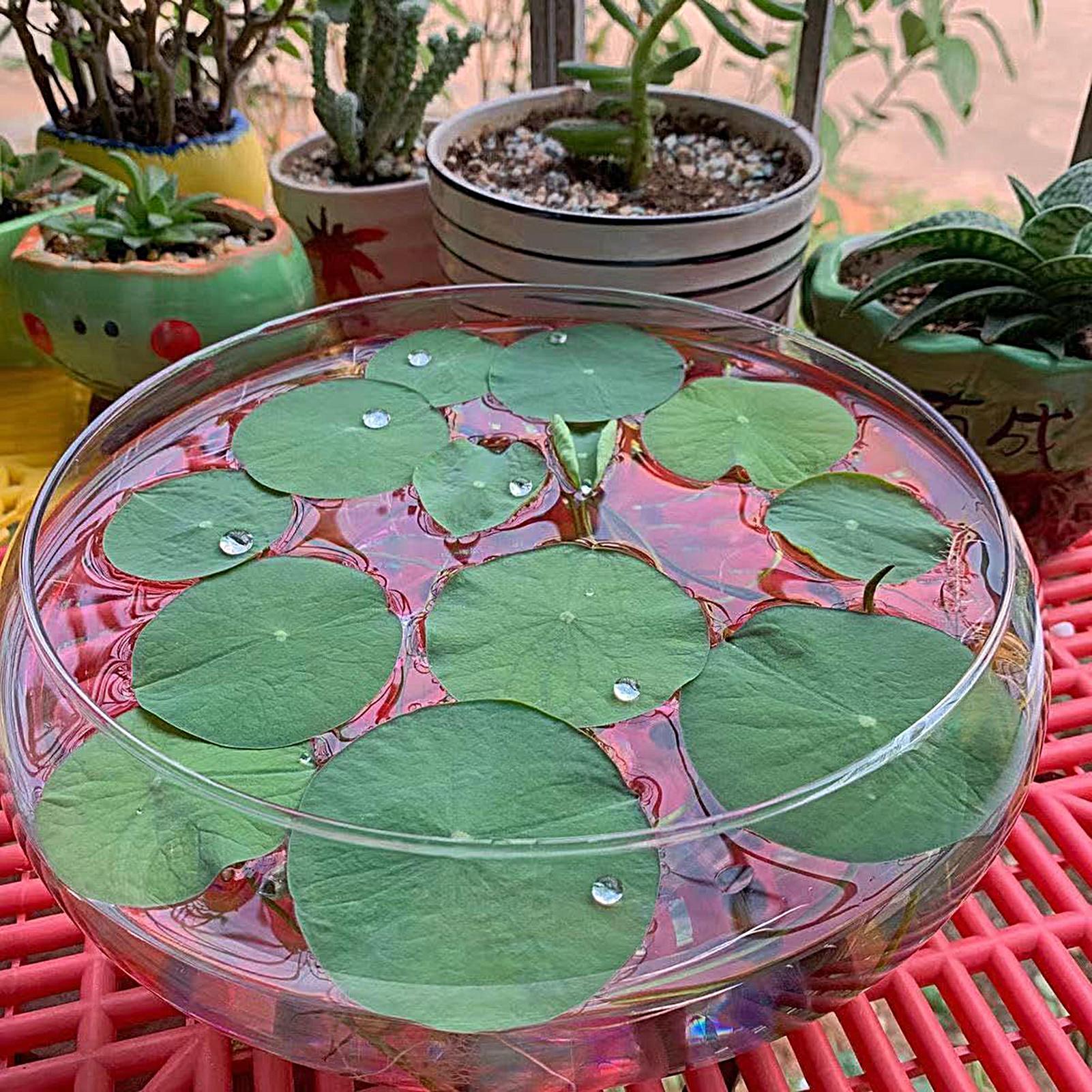 Fish Glass Bowl Glass Large Hy - огляд і ціна Aquarium Planting