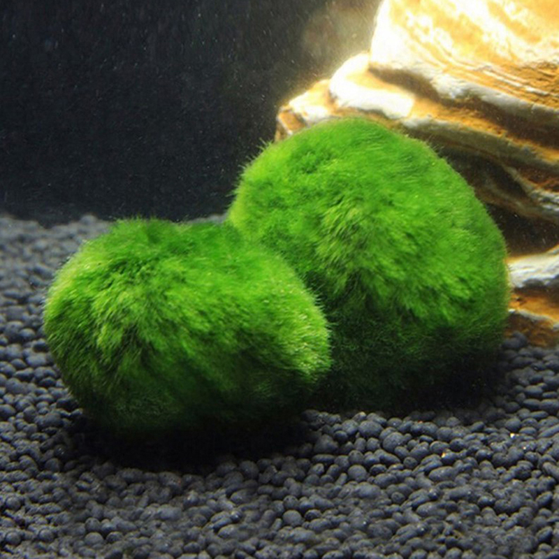HOT! 3-4cm Marimo Moss Balls L - огляд і ціна Aquarium Plant Echinodorus