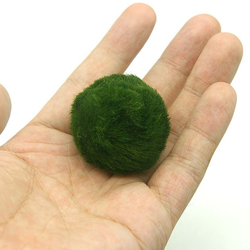 3-4cm Marimo Moss Balls Live A - огляд і ціна Aquarium Plant Echinodorus