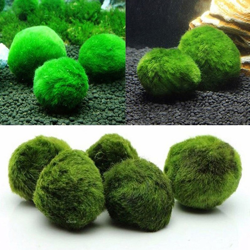 Live Marimo Moss Balls 3-4cm,  - огляд і ціна Aquarium Plant Echinodorus