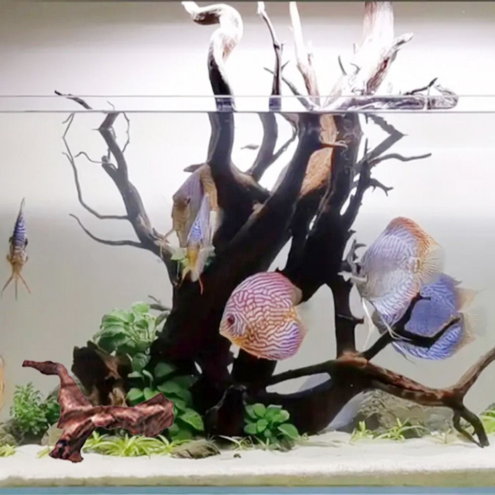 Creative Irregular Shape Coral - огляд і ціна Aquarium Plant Guide
