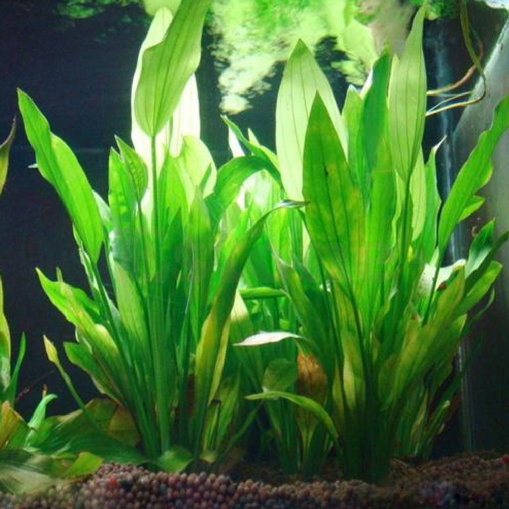 15CM/10CM Underwater Artificia - огляд і ціна Aquarium Plant Live
