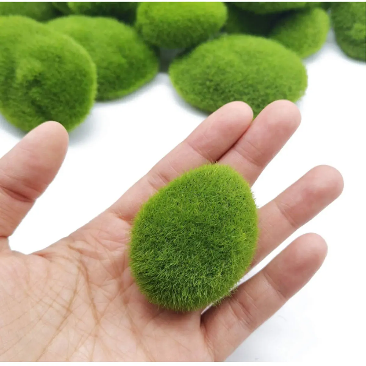 Live Marimo Moss Balls Green A - огляд і ціна Aquarium Plant Echinodorus