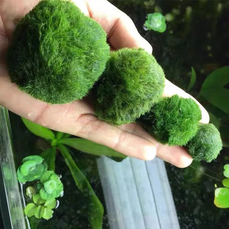 Live Marimo Moss Balls Green A - огляд і ціна Aquarium Plant Echinodorus