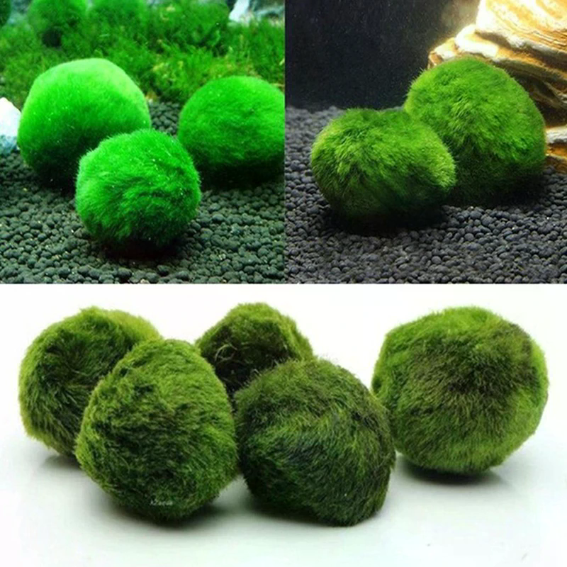 3-4cm Marimo Moss Balls Live A - огляд і ціна Aquarium Plant Echinodorus