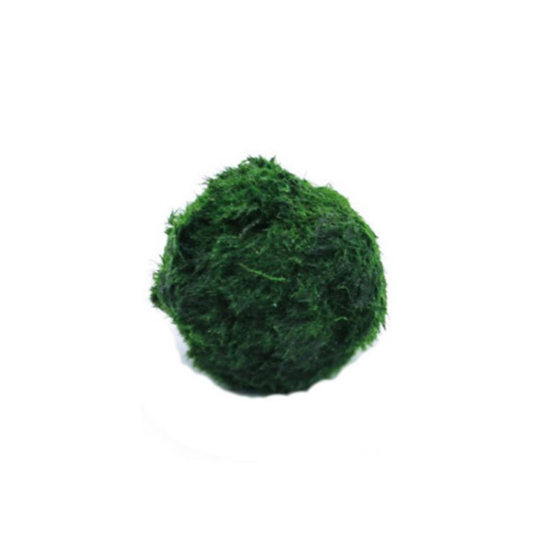 New 3-4cm Marimo Moss Balls Li - огляд і ціна Aquarium Plant Echinodorus