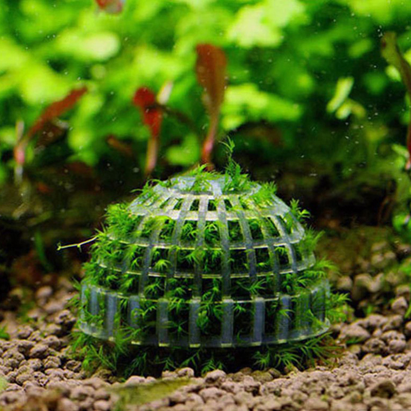 Aquatic Pet Supplies Decoratio - огляд і ціна Aquarium Plant Echinodorus