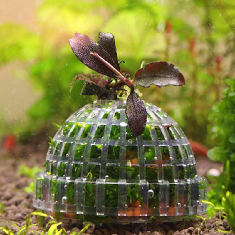 Aquatic Pet Supplies Decoratio - огляд і ціна Aquarium Plant Echinodorus