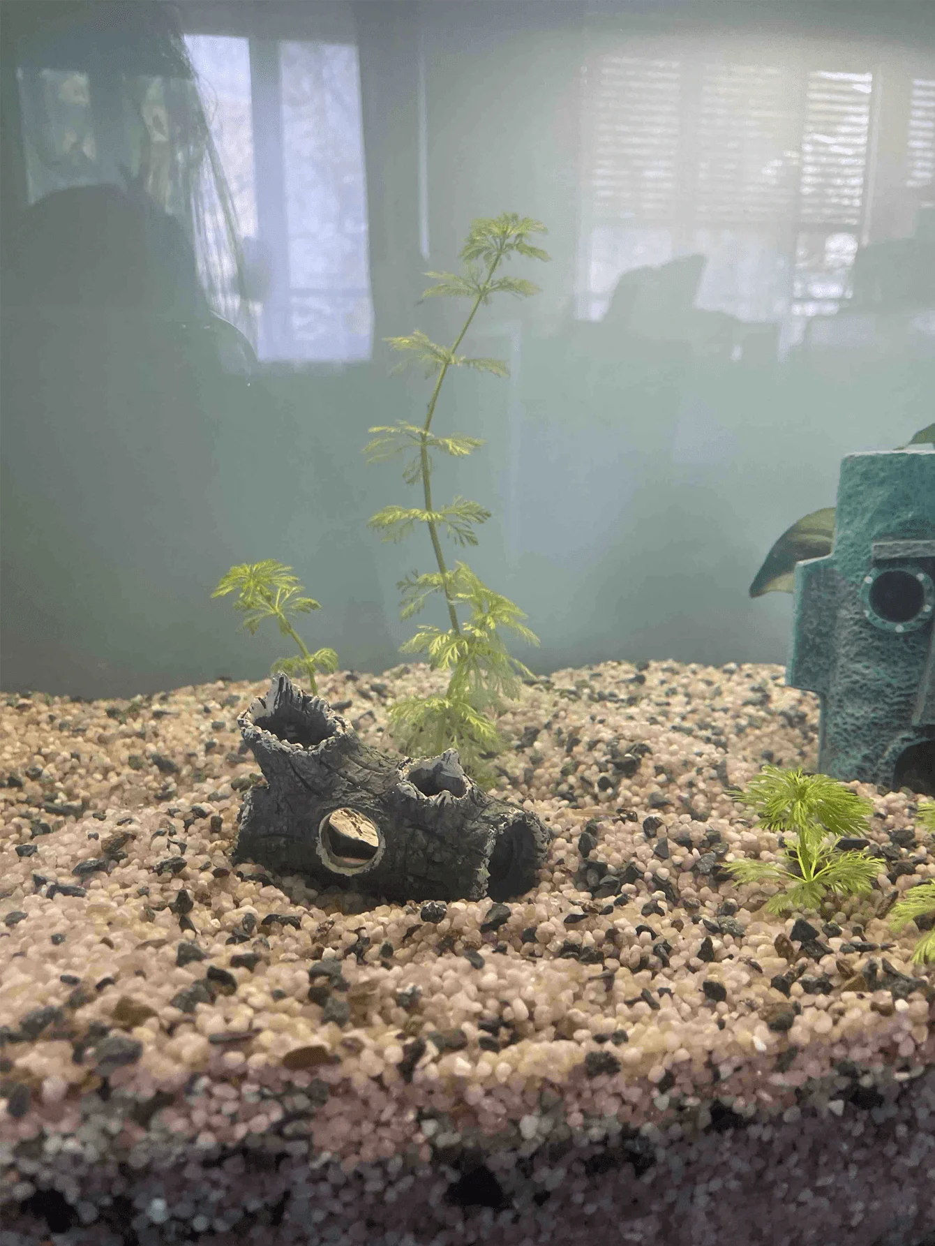 1 piece of tree branch fragmen - огляд і ціна Aquarium Plant Guide