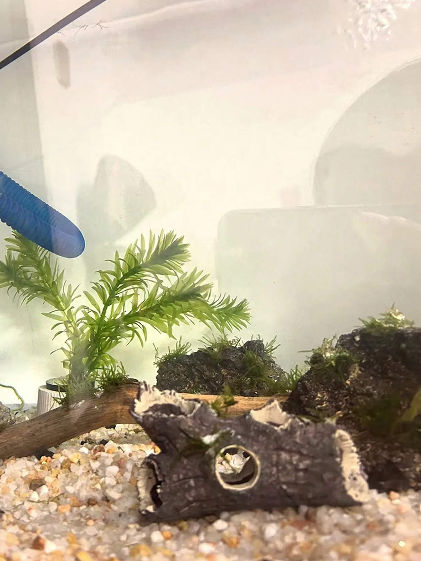 1 piece of tree branch fragmen - огляд і ціна Aquarium Plant Guide