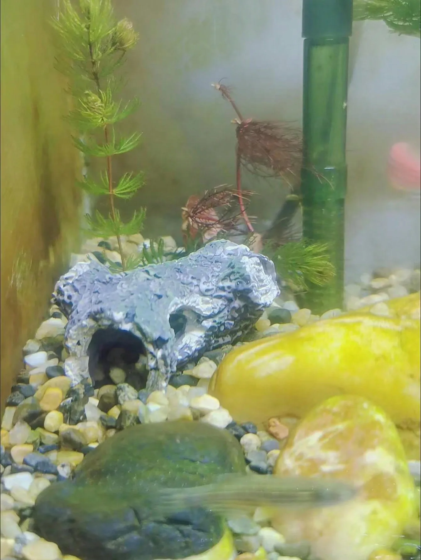 1 piece of tree branch fragmen - огляд і ціна Aquarium Plant Guide