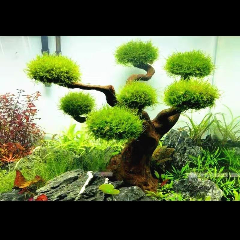 Aquarium Decoration Moss Drift - огляд і ціна Aquarium Plant Guide