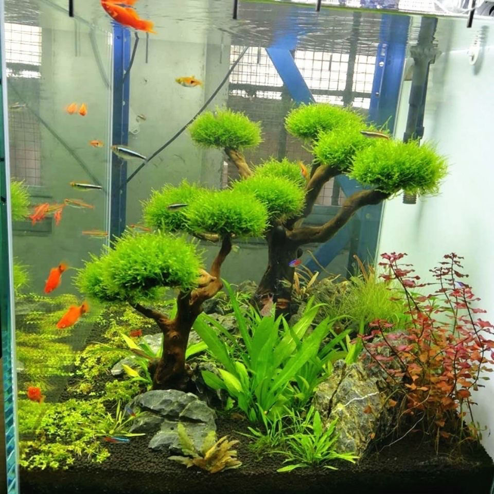 Aquarium Decoration Moss Drift - огляд і ціна Aquarium Plant Guide