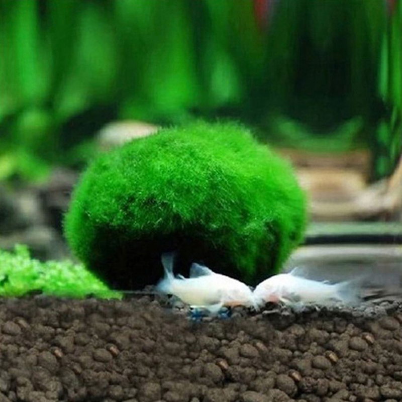Live Marimo Moss Balls 3-4cm G - огляд і ціна Aquarium Plant Echinodorus
